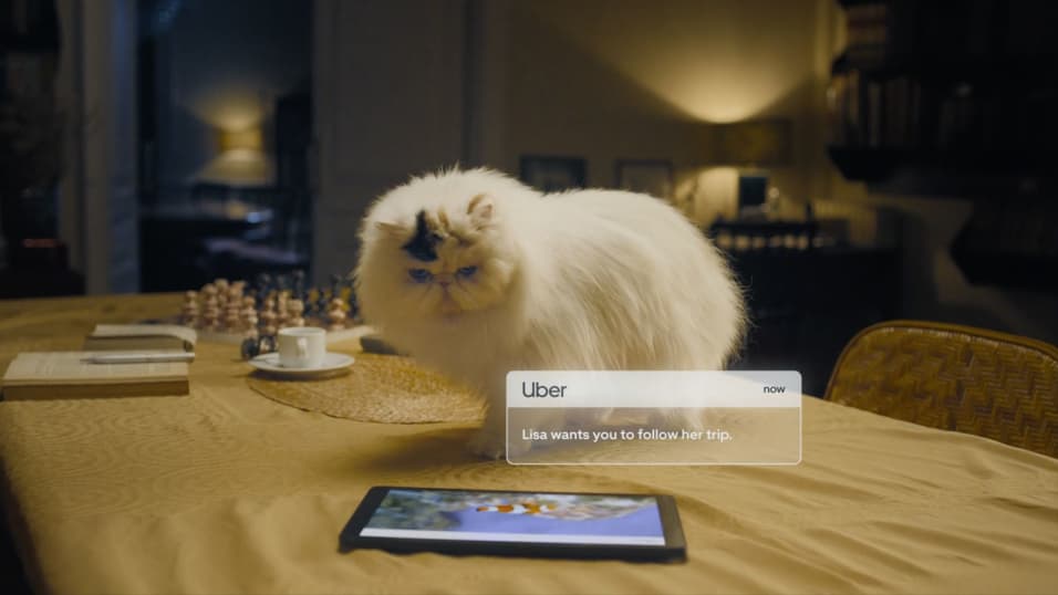 Does uber allow cats top