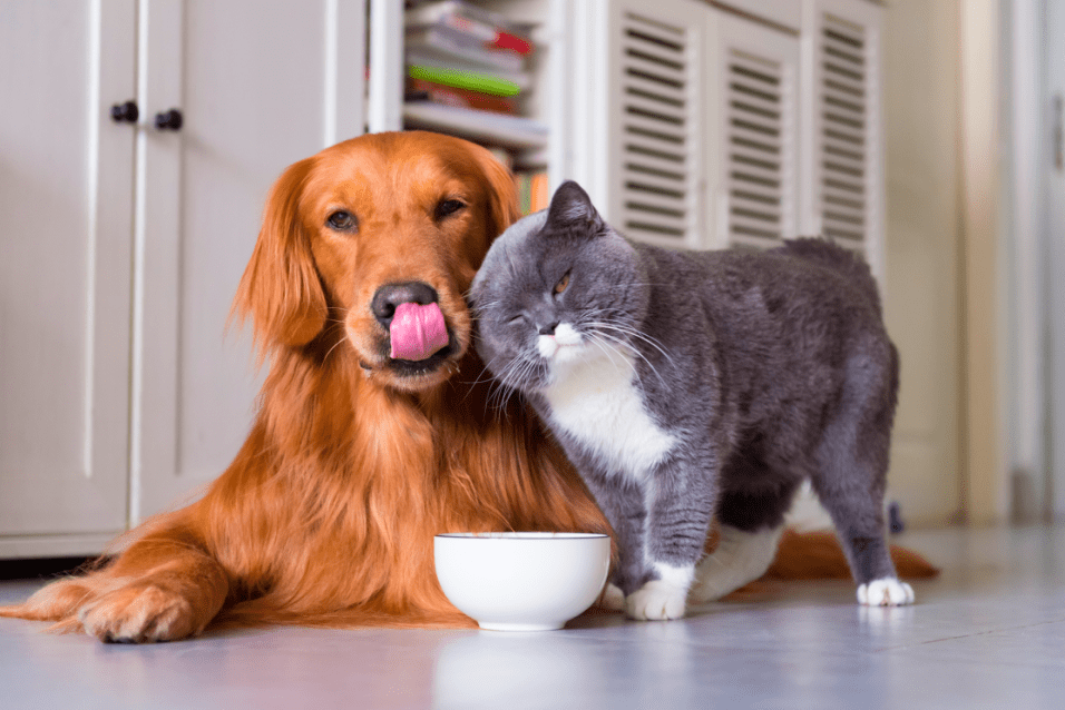 Pet supplies 2024